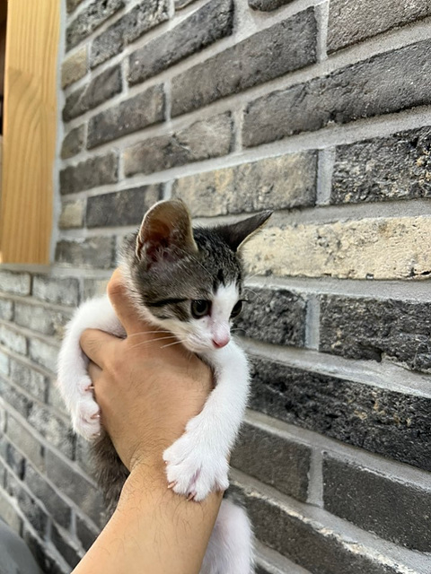 보호중 한국 고양이…